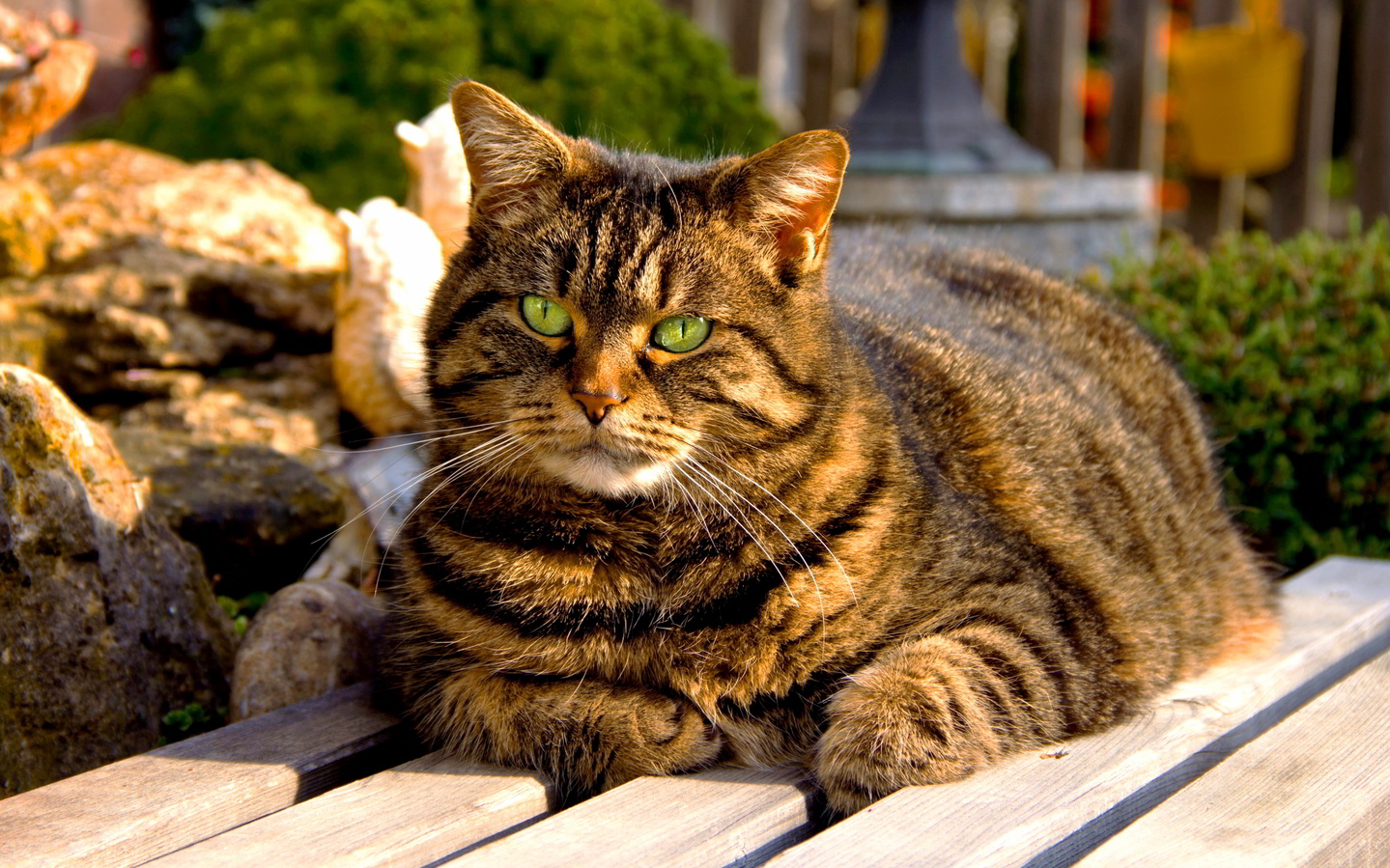 Fluffy Fat Cat