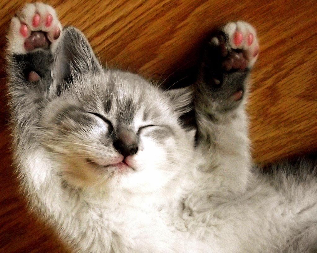 Funny Cat Feeling Cuteee