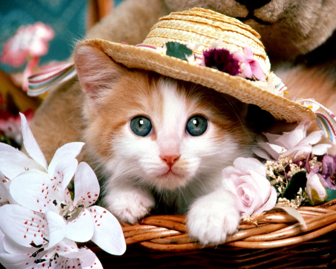 Funny Cute Cat