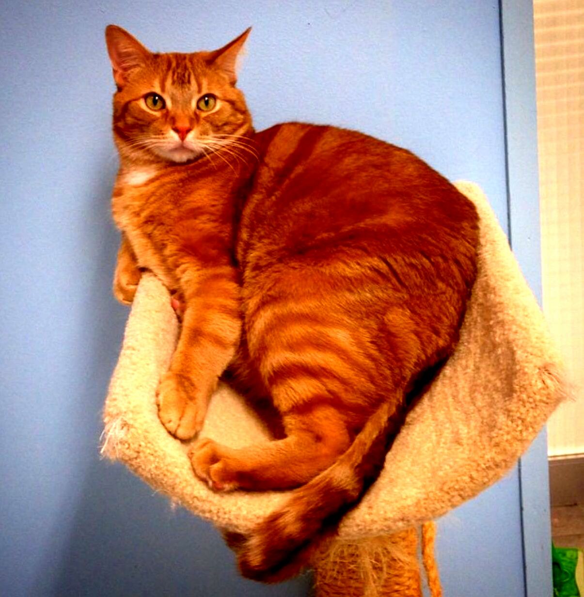 Gideon Perched on His Tree