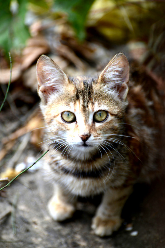 Gorgeous Eyes