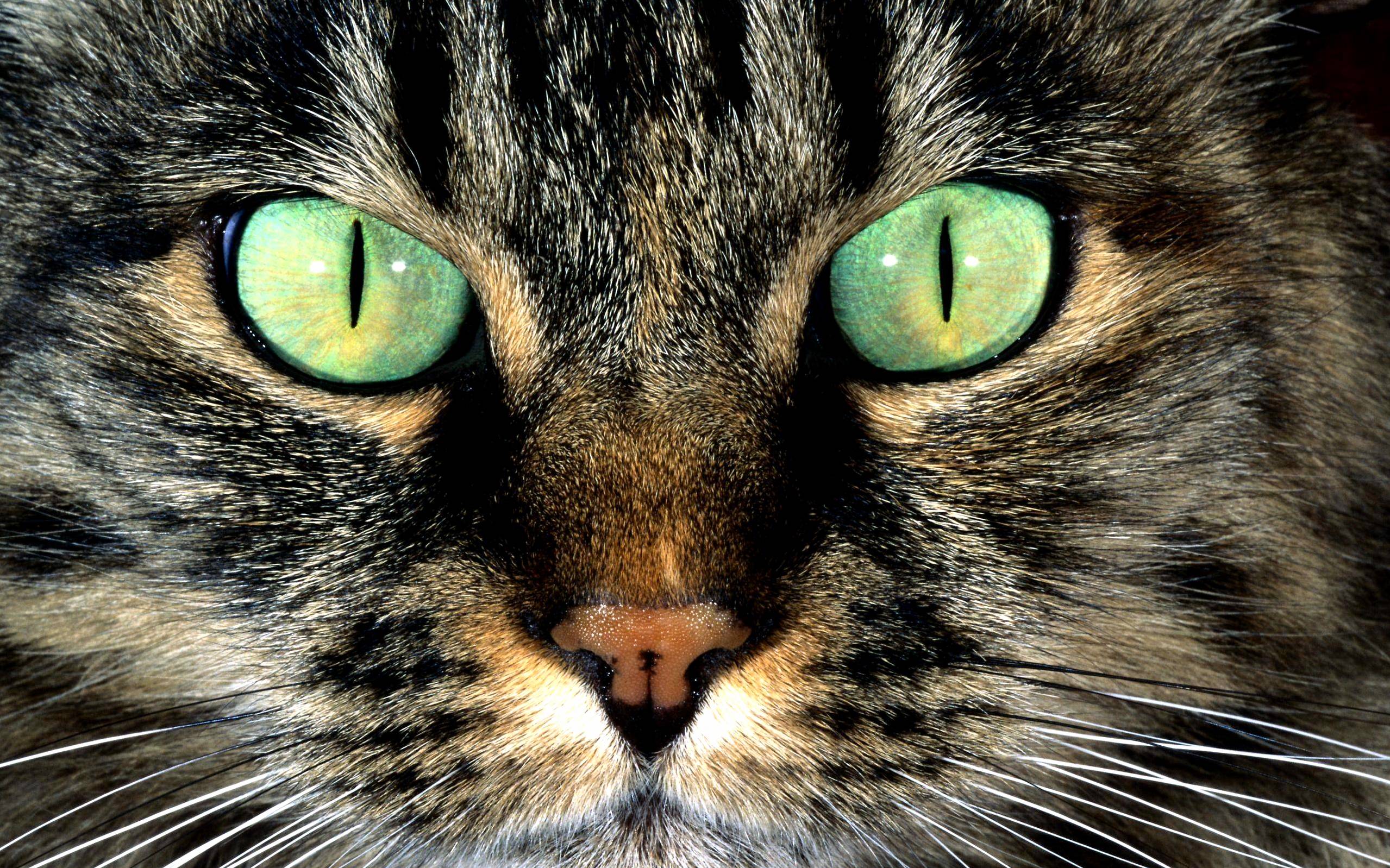 Green Eye Cat Close Up