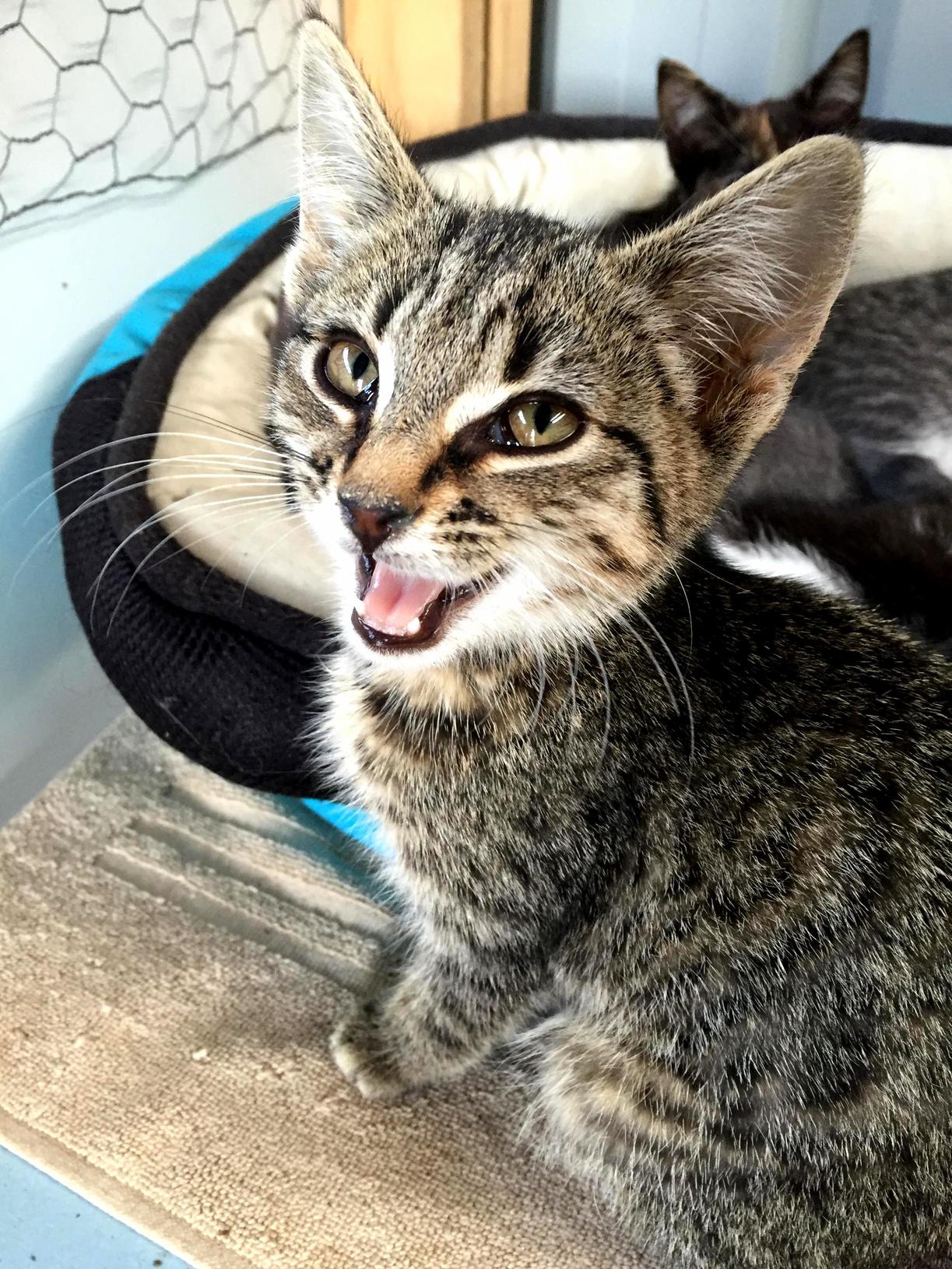 Happy Little Tabby Kitten. Love Hanging Out with All These Cuties.