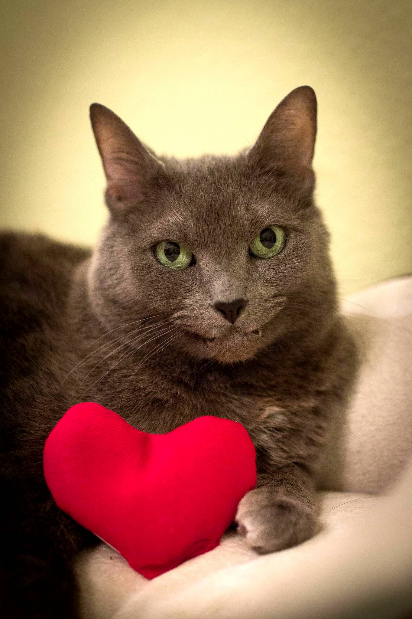 Happy Meowentines Day