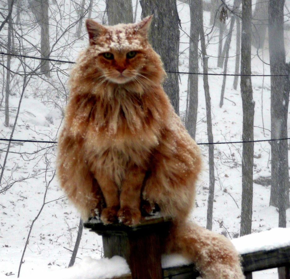 He Doesnt Mind the Snow