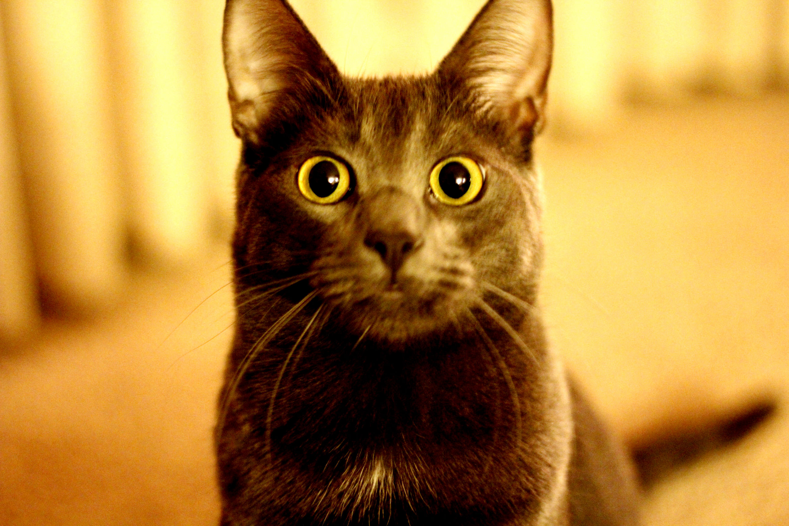 He Likes to Stare at People