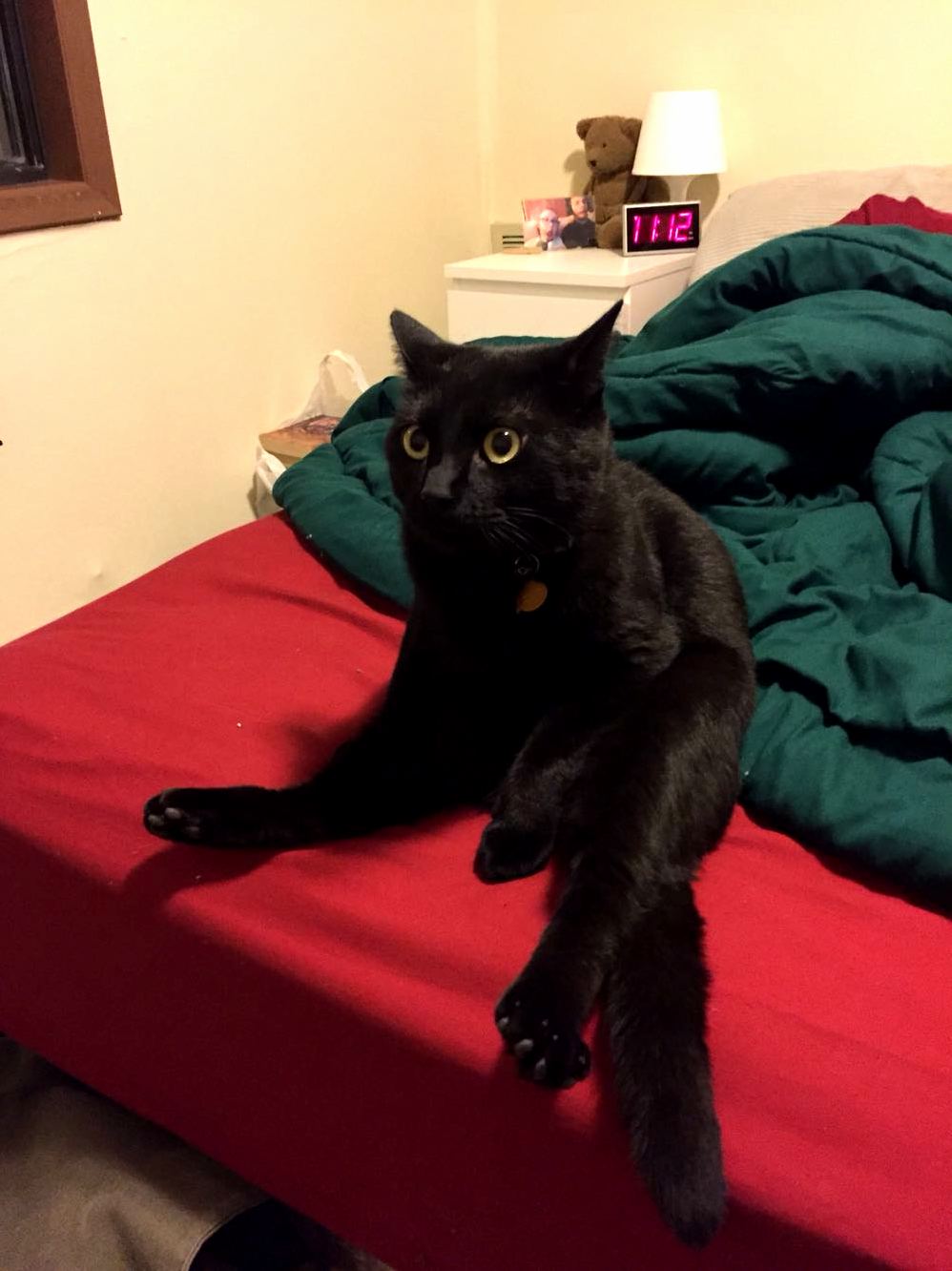 He Sits Like a Hooman Sometimes.