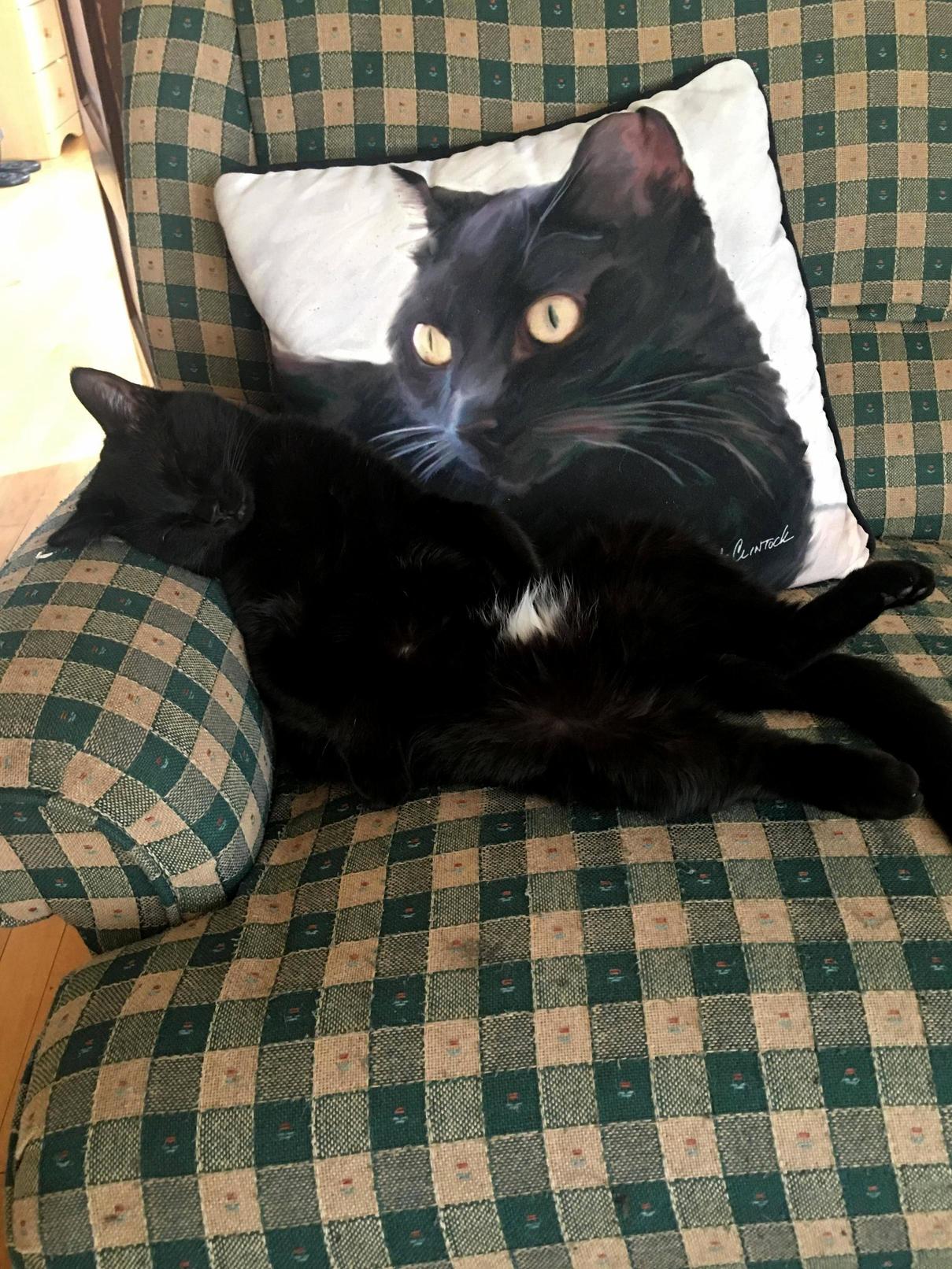 Hes Been Sleeping Like This for About 20 Minutes. and Yes That Is a Pillow with My Cats Face on It.