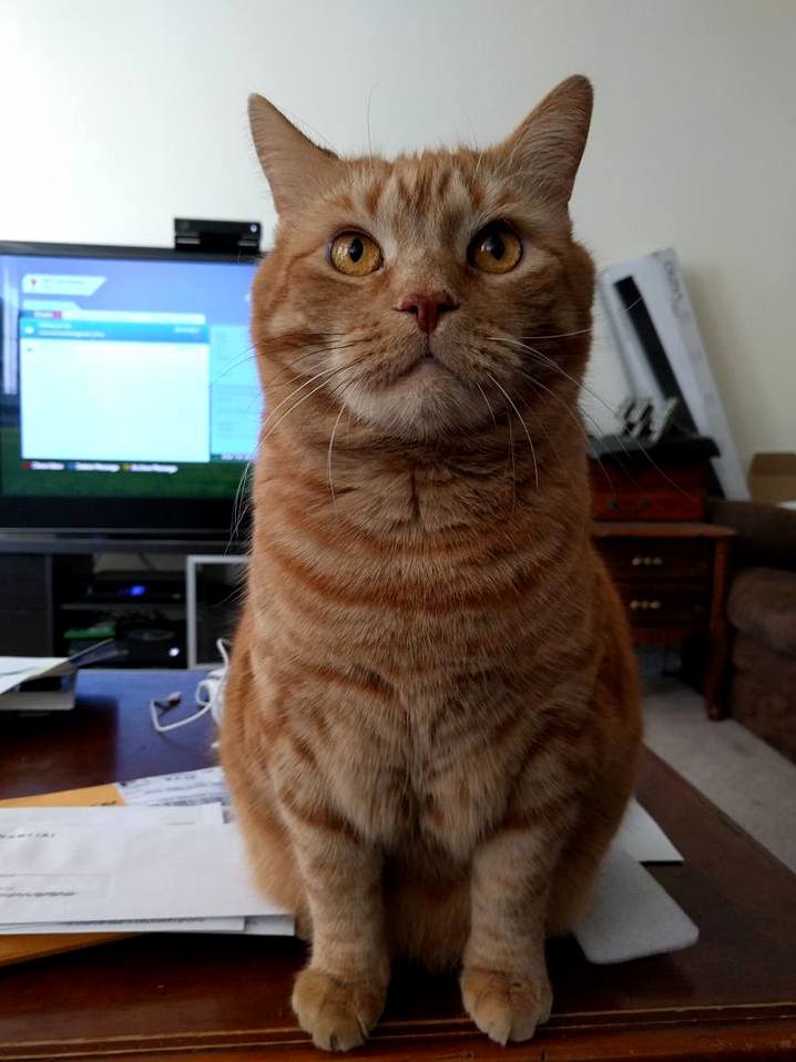 Hes Big Hes Annoying but Hes Lovable. Meet Owen.