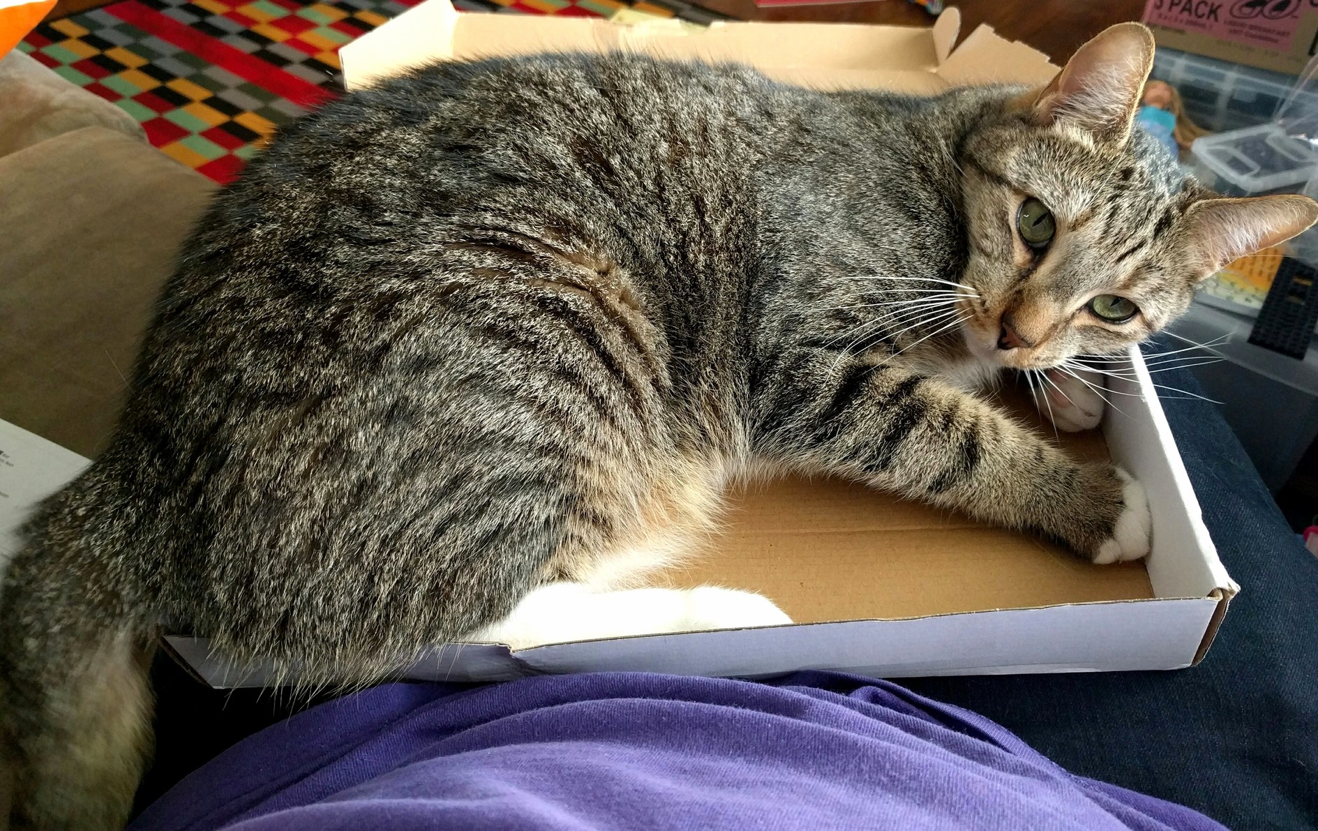 Hes Not a Lap Cat Found His Weakness -