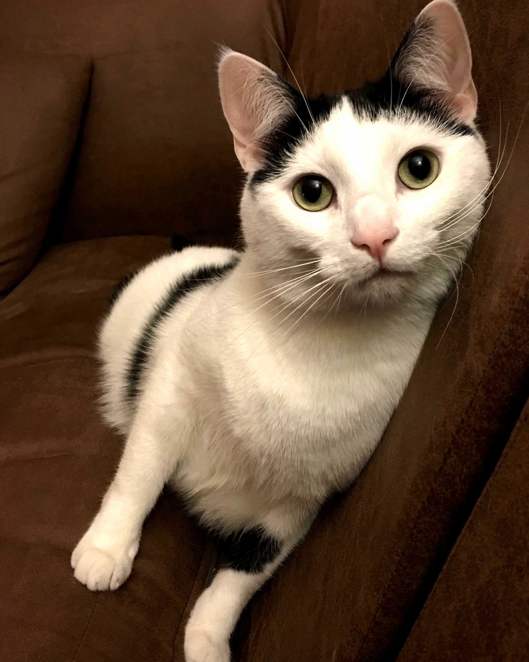 Hey Gurl You Feline This