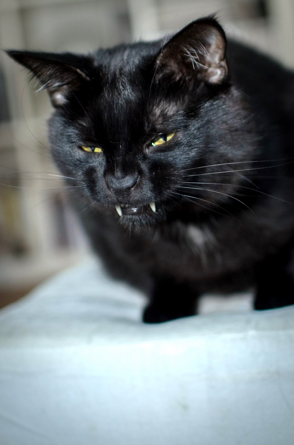 Hi.