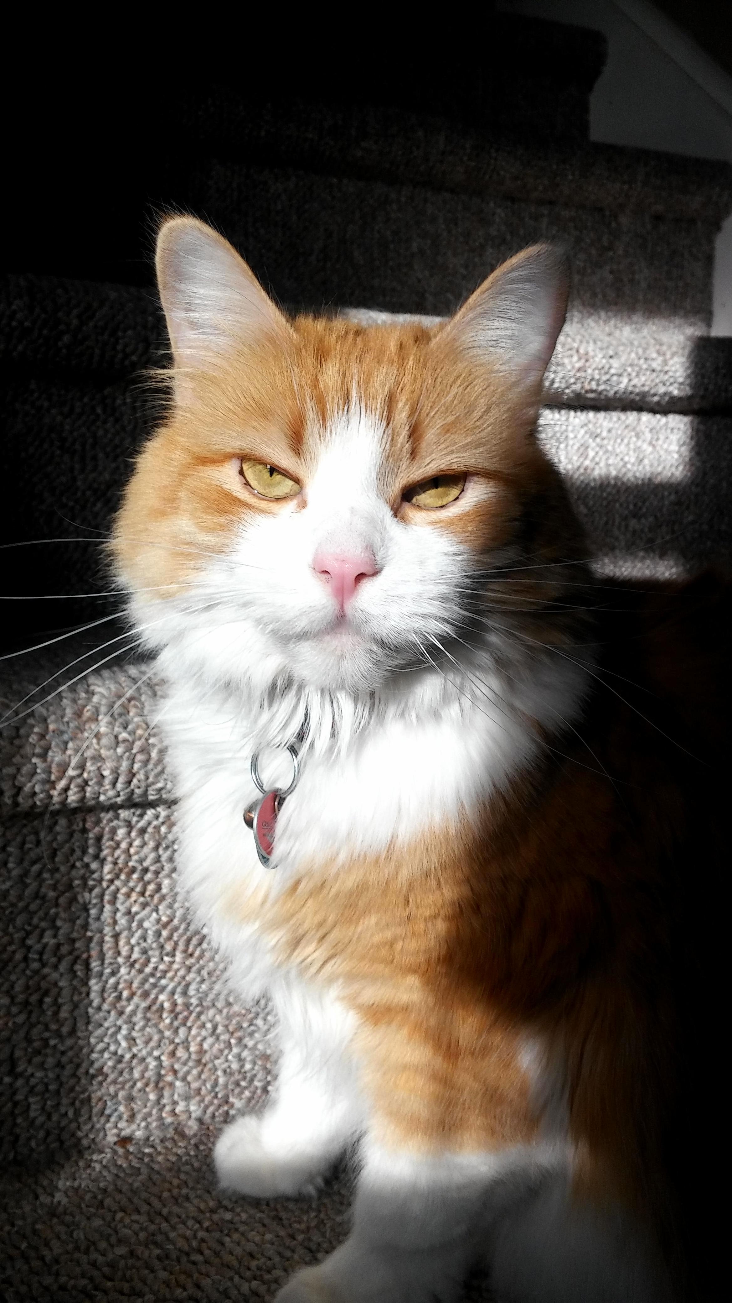 Hooman You Really Need to Stop Taking Pictures of Me.
