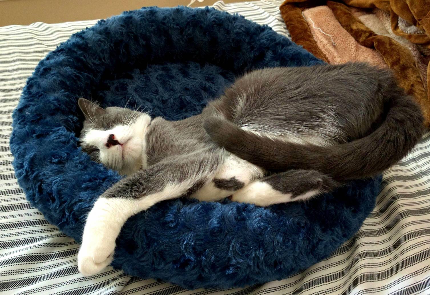 How Nora Sleeps in Her Heated Bed