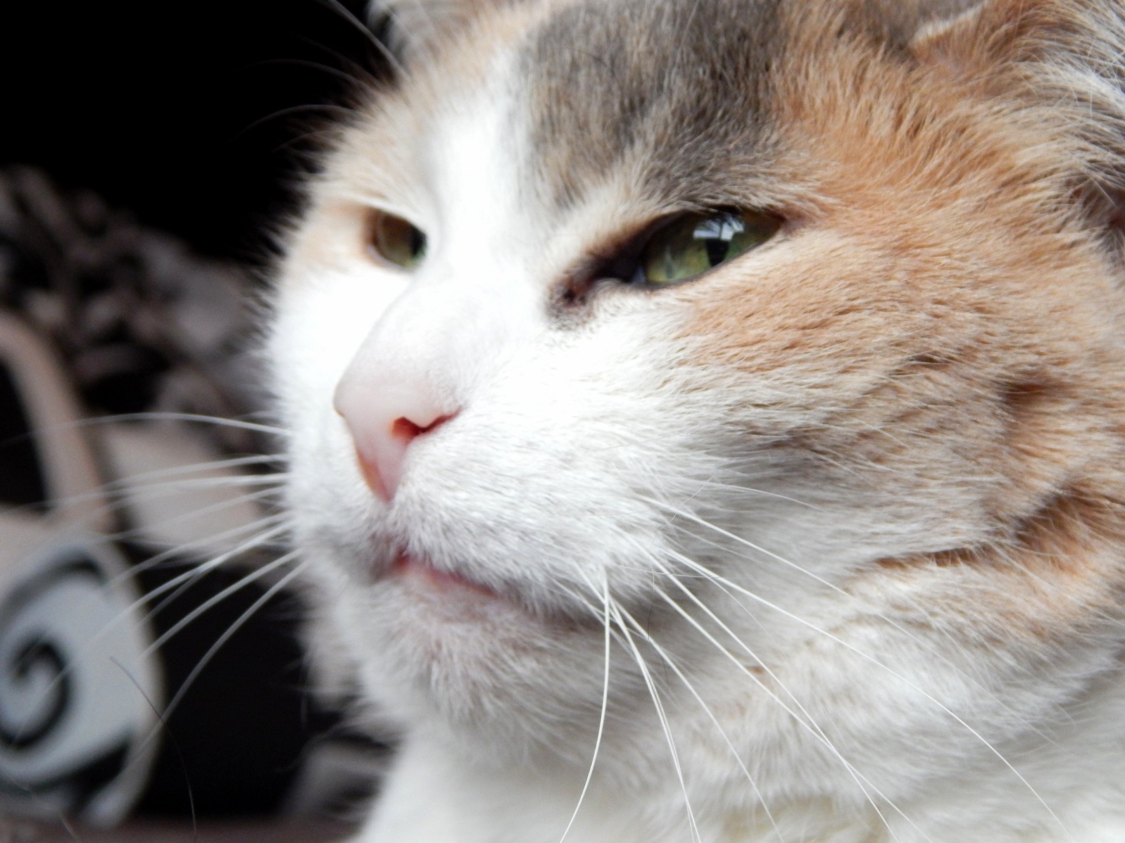 I Adopted Molly 10 Years Ago Today Shes 13 Now