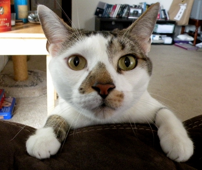 I Am Cat Sitting This Interesting Fellow.