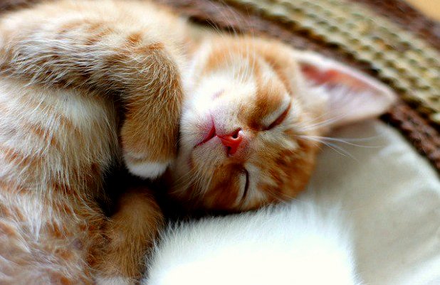 I Am Sleeping So Dont Disturb Me
