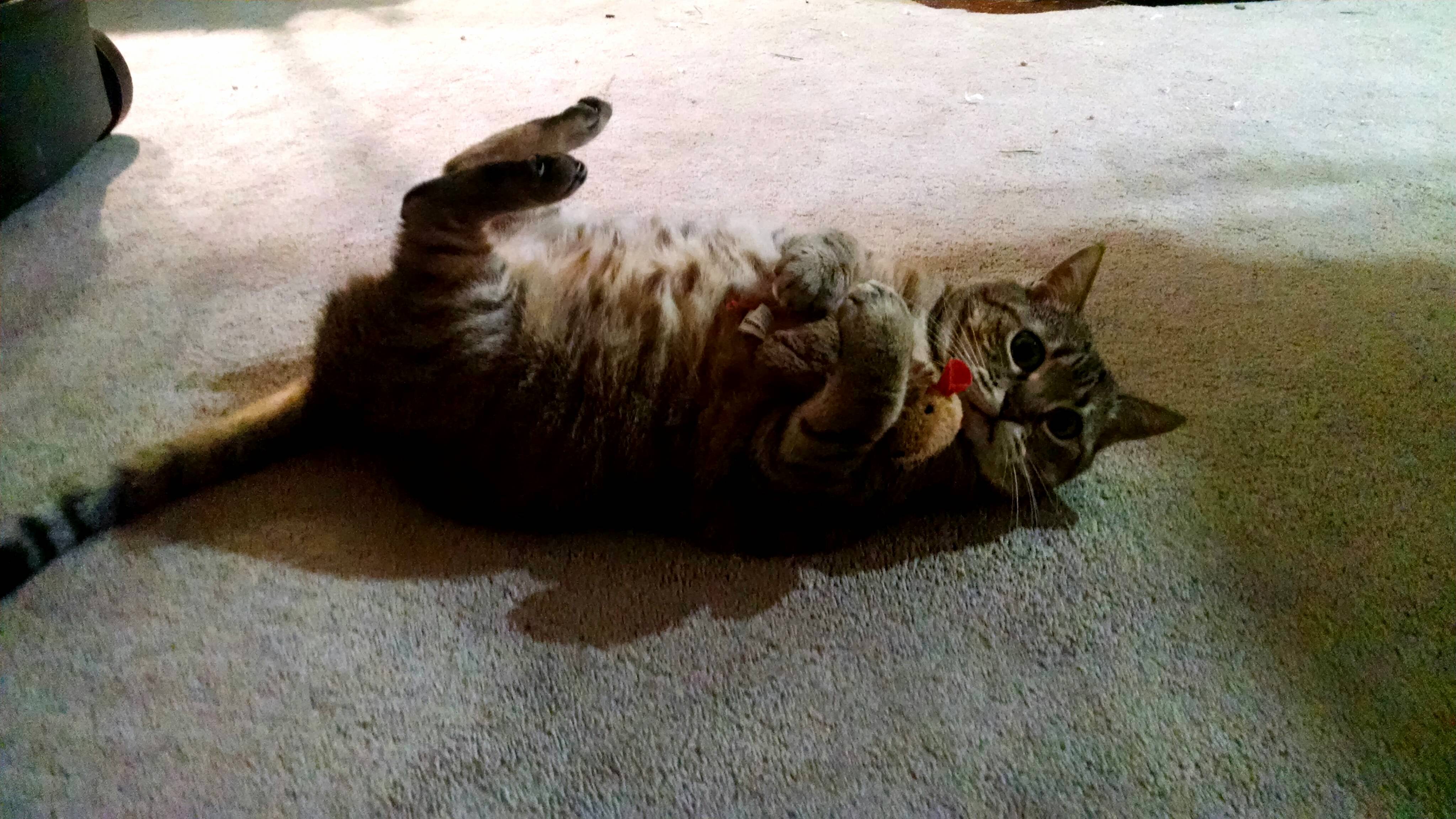 I Caught My 16 Year Old Cat Cassie Playing with Her Catnip Mouse