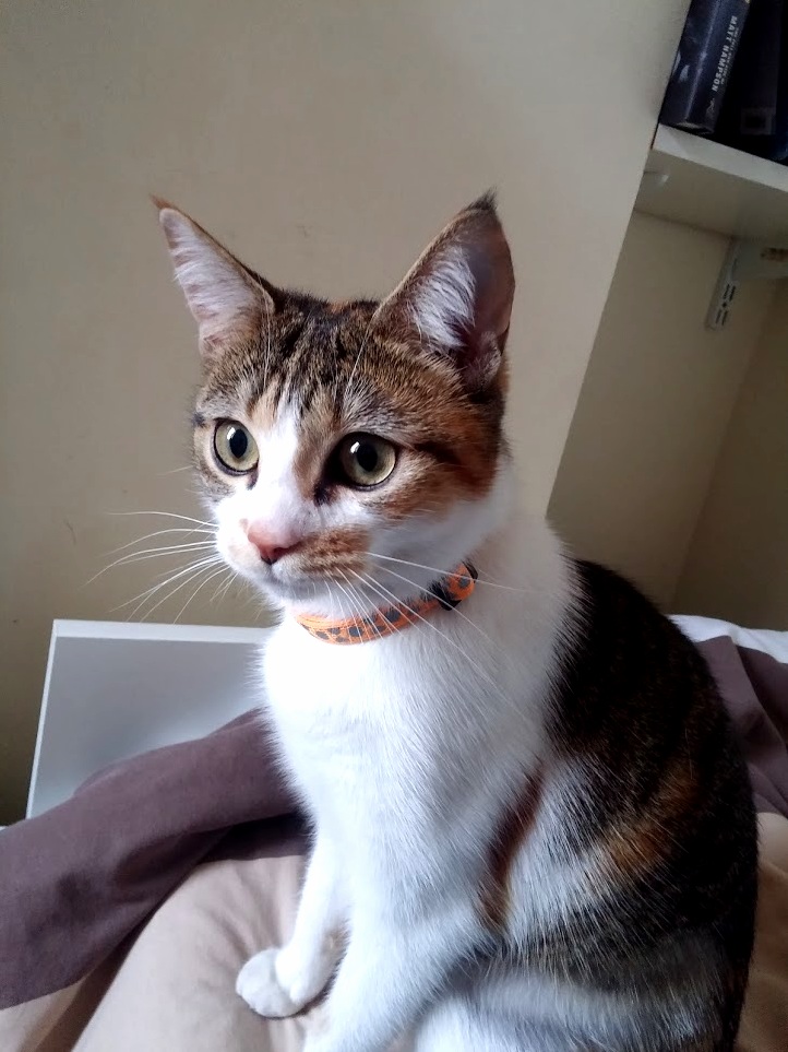 I Have a Cat Called Maeby