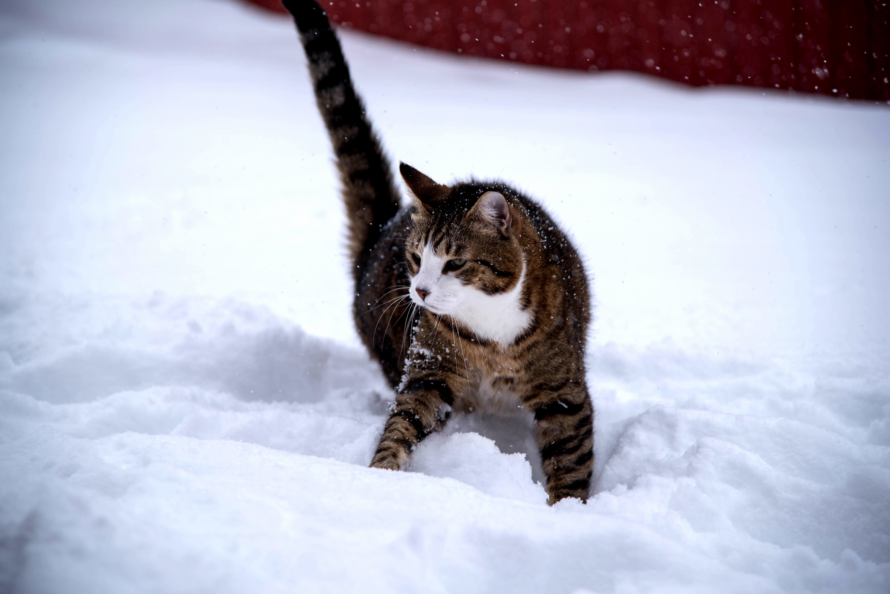 I Have a Snow Leopard