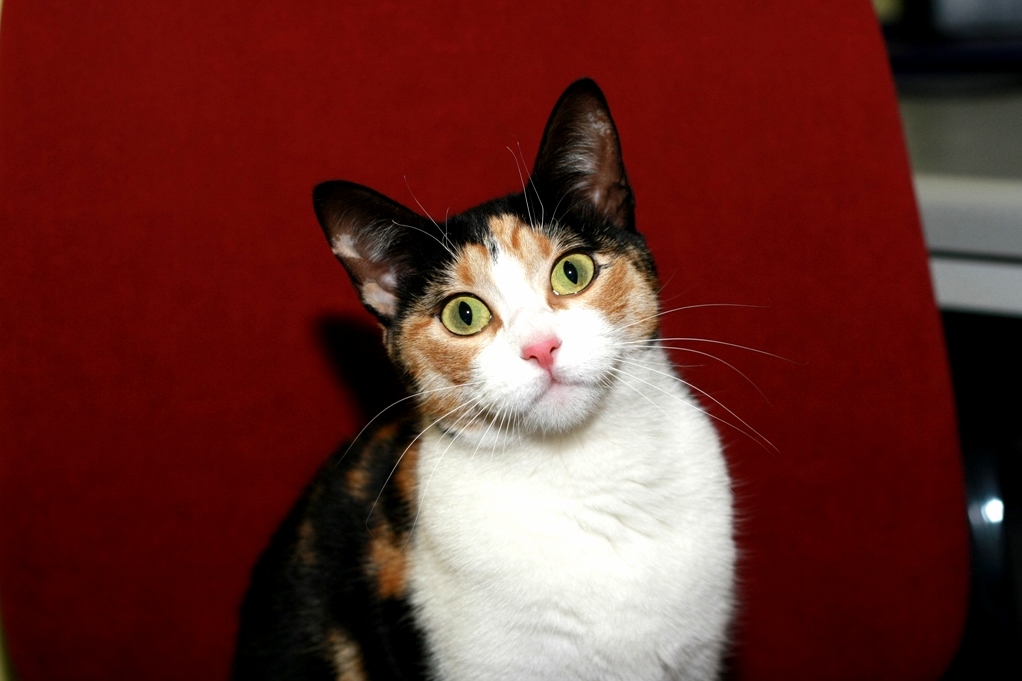 I Just Adopt This Lady. Can Anyone Help Me Name It