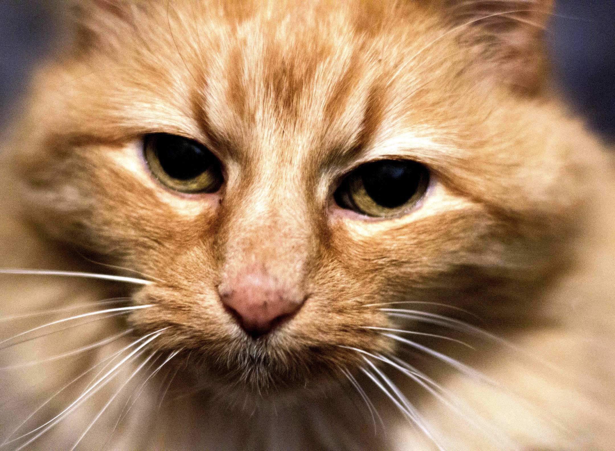 I Present Lily My Grumpy 20-year-old Cat.
