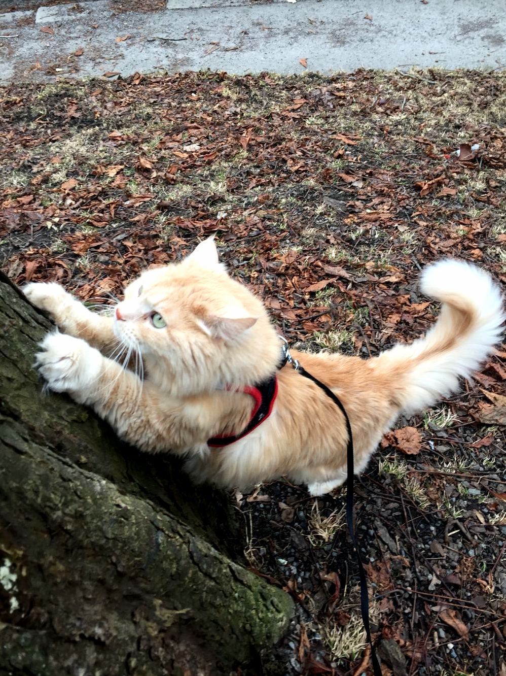 I Think I Ll Climb... or Not....