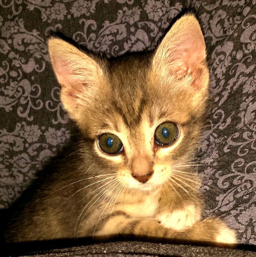 ID Like to Thank Uicecreambangbang for Helping Me Get This Little Foster Baby a Forever Home.