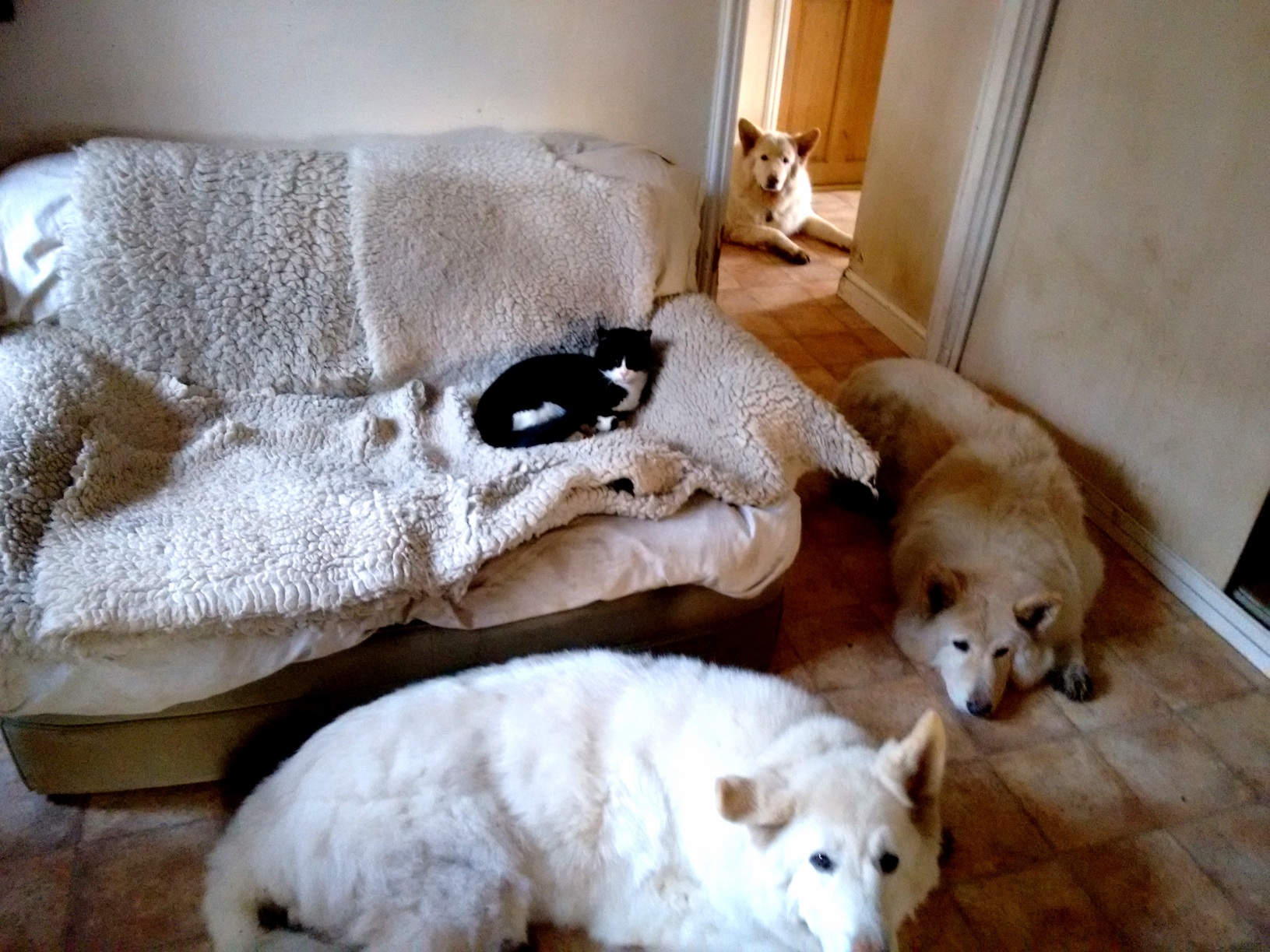 It Started Off As the Dogs Sofa... Oc