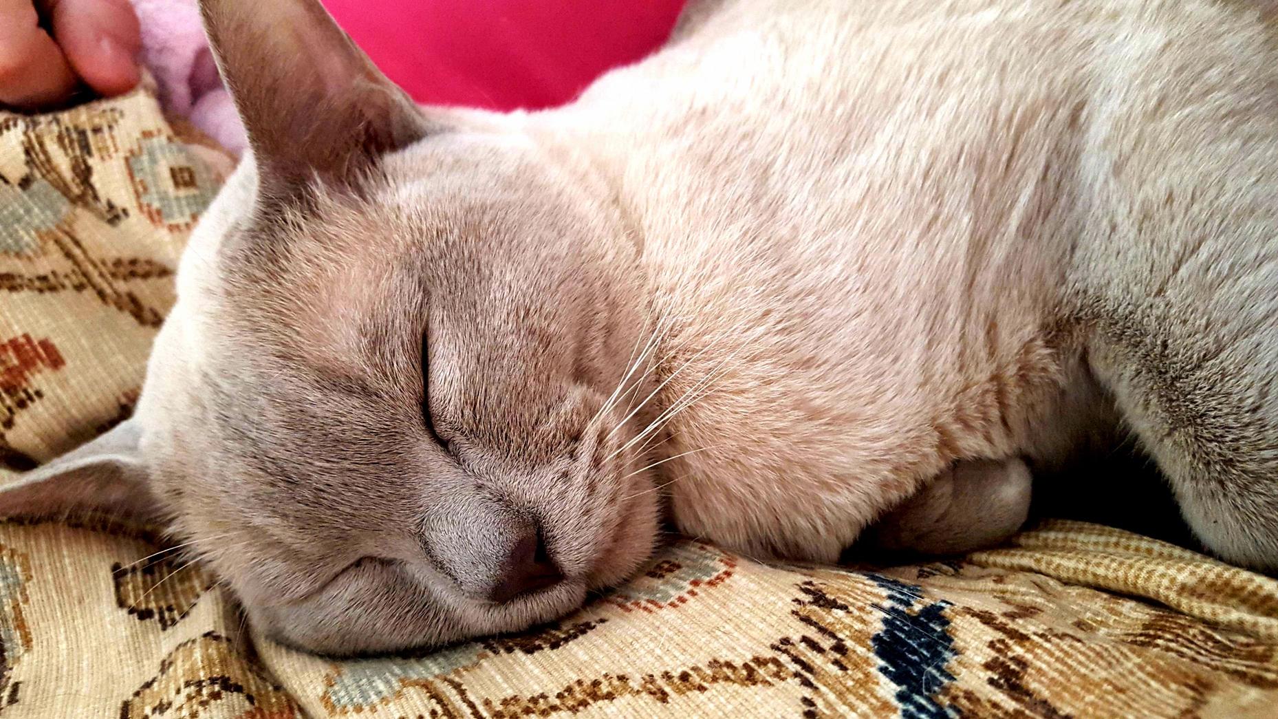 Jack Smiles in His Sleep