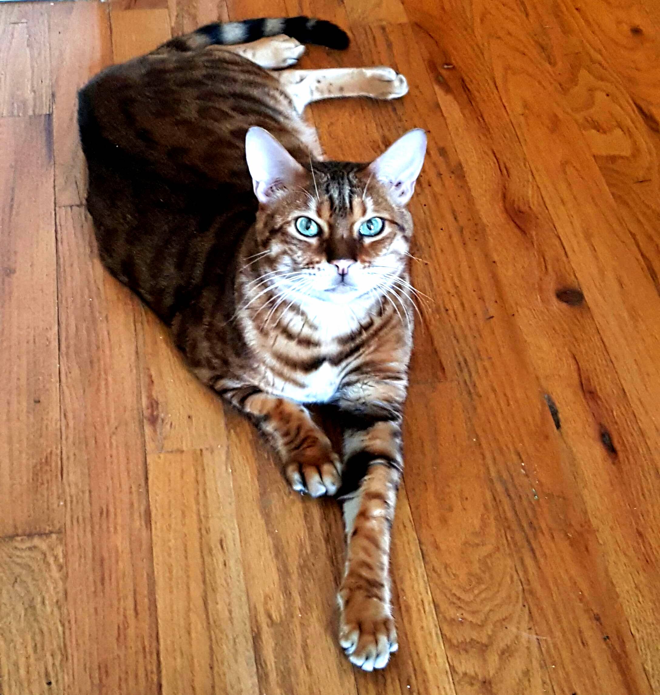Just When You Thought Your Cat Couldnt Judge You More
