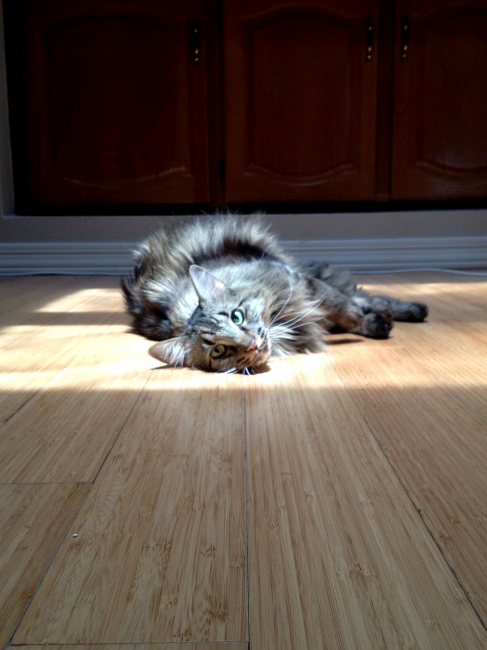 Laying in the Sun