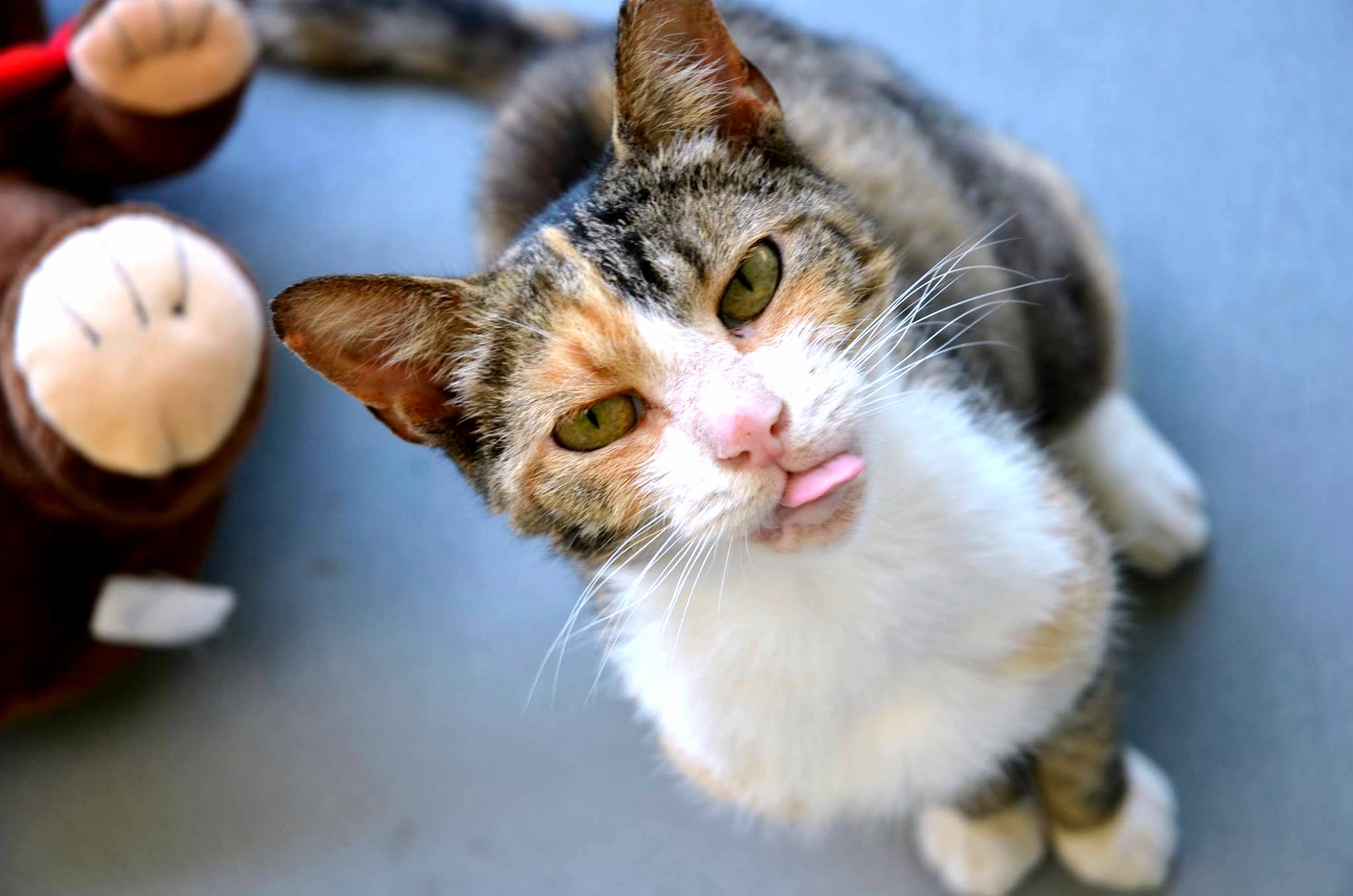 Lil Old Lady and Her Lil Pink Blep