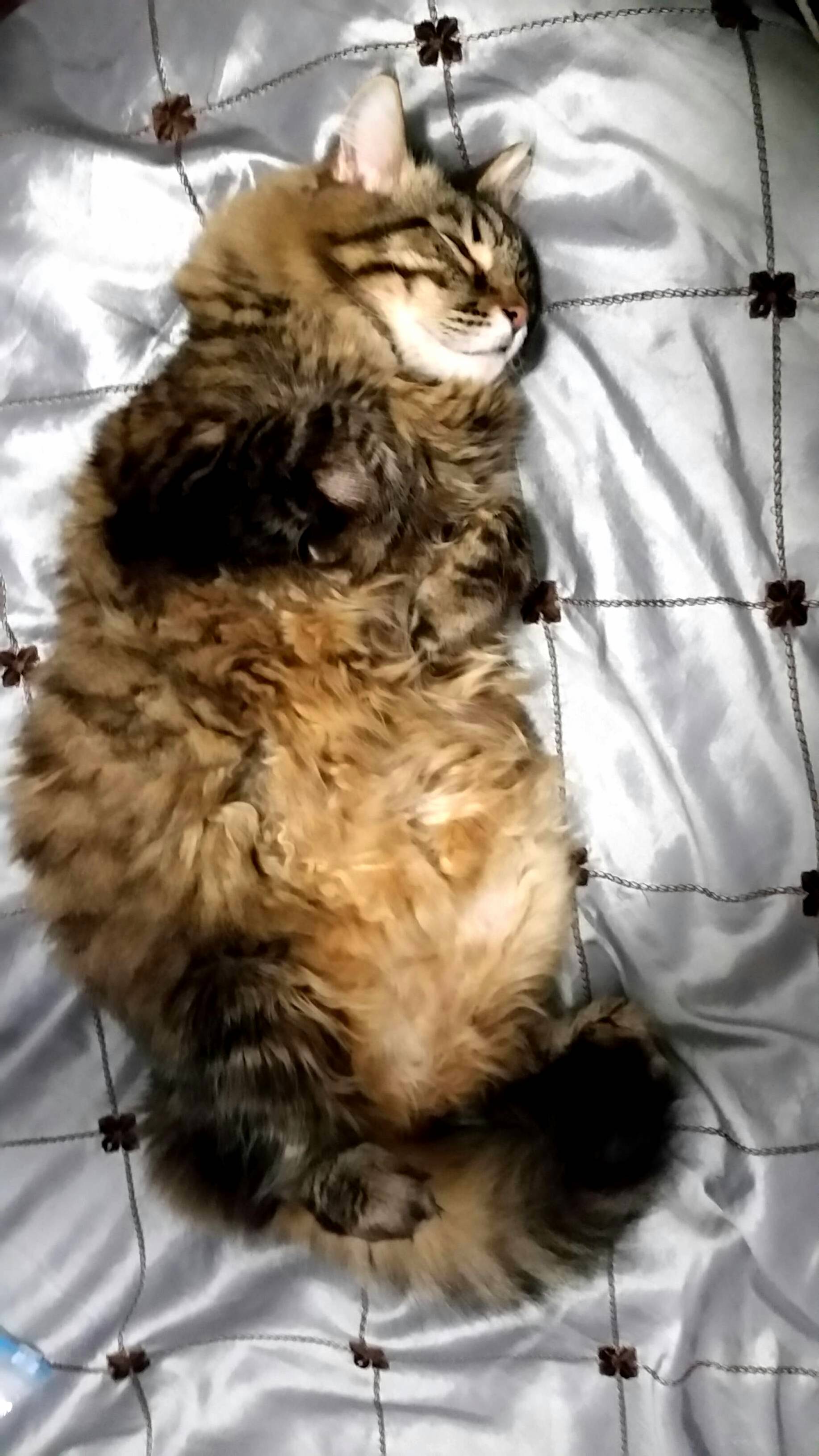Maine Coon in His Natural Habitat