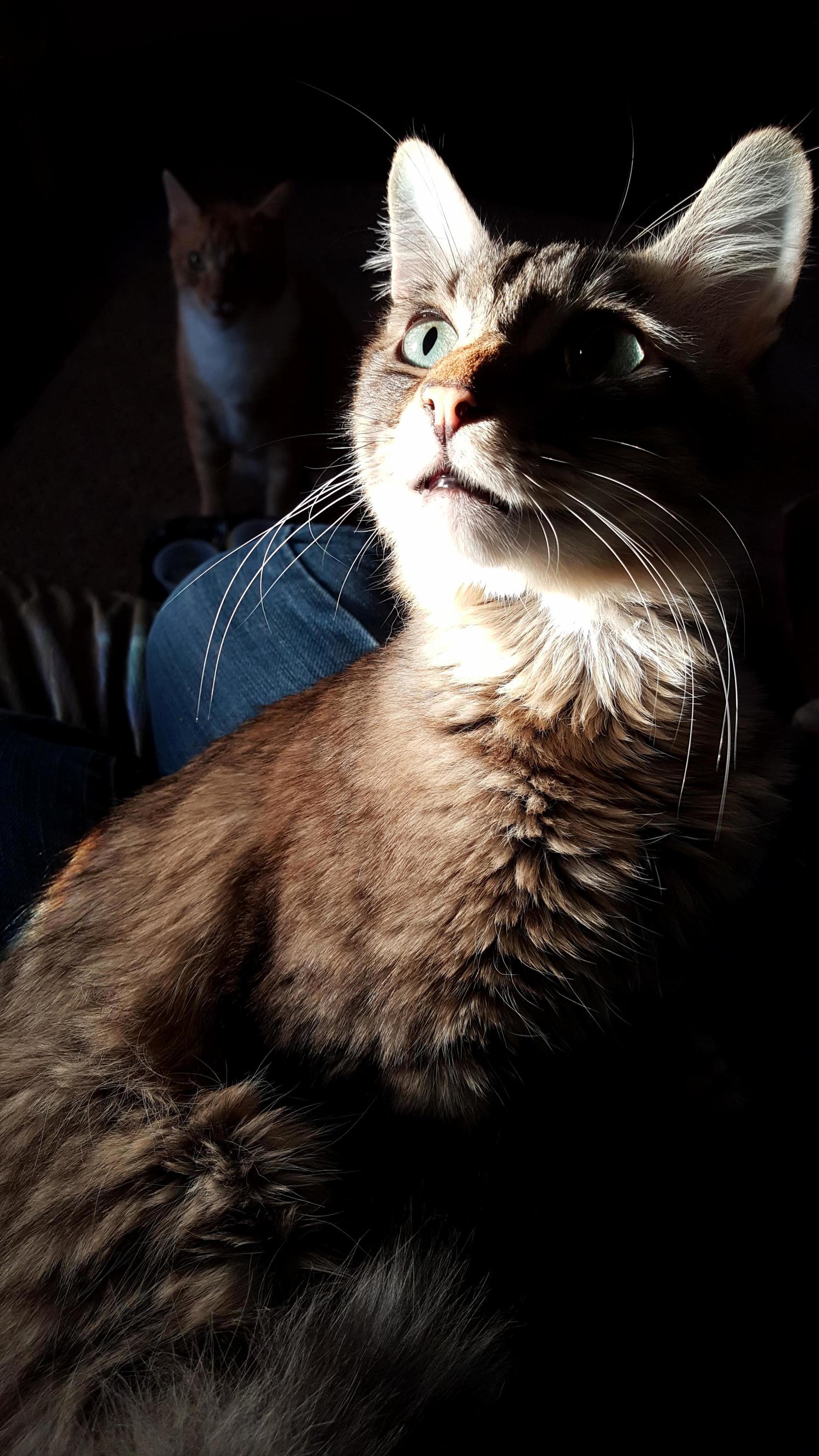 Majestic Yuki