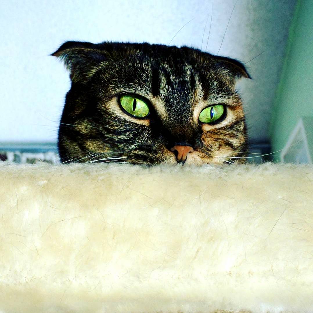 Mama Cat Keeping an Eye on Things