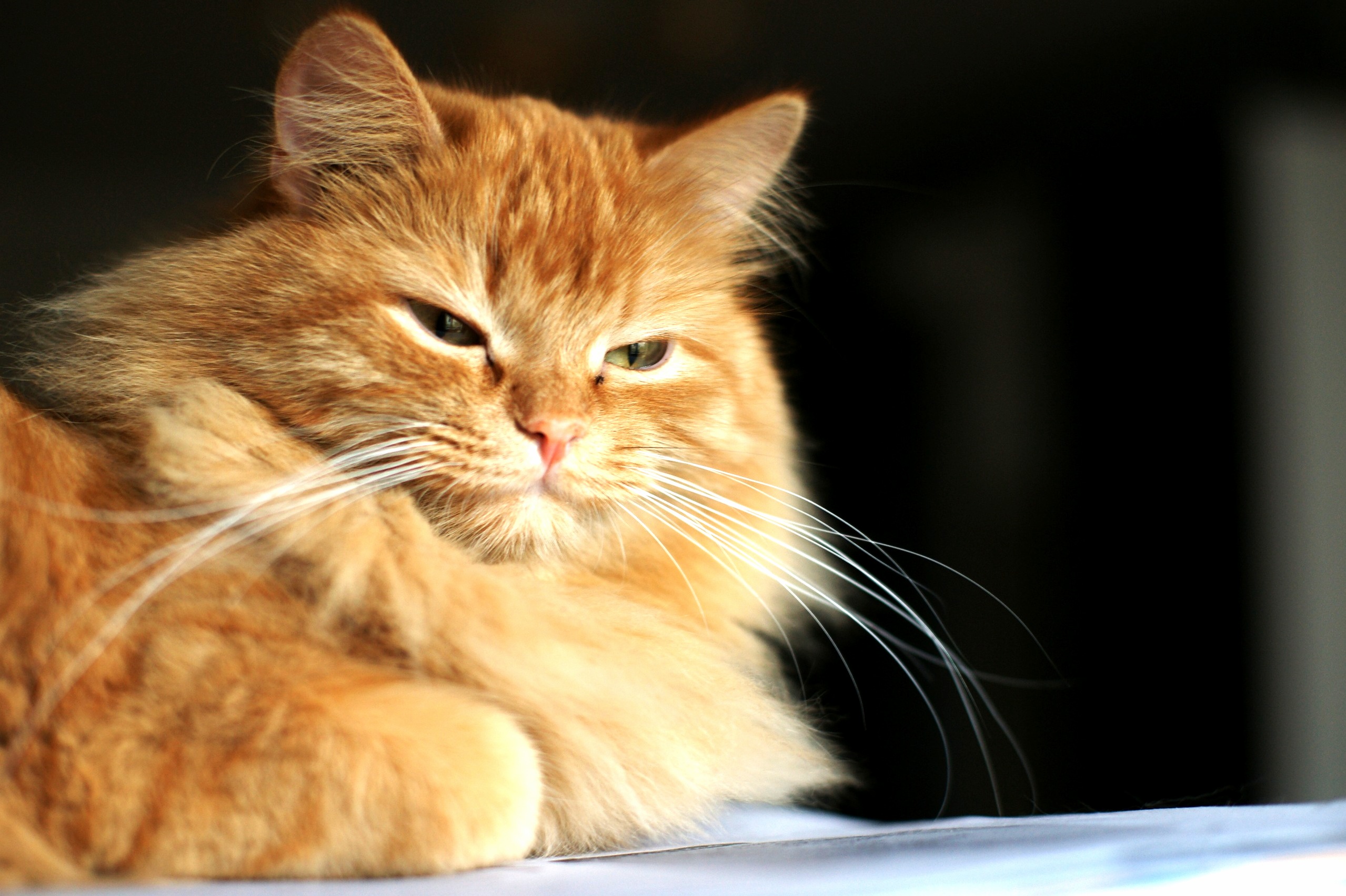 Meet Alice. Her Whiskers Are So Magnificent That Even I Envy Them Sometimes.