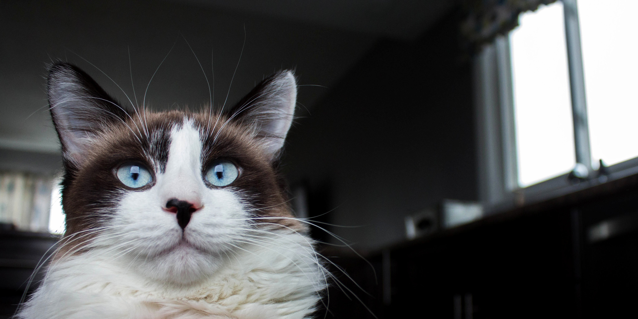 Meet Charlie My Latest Adoption