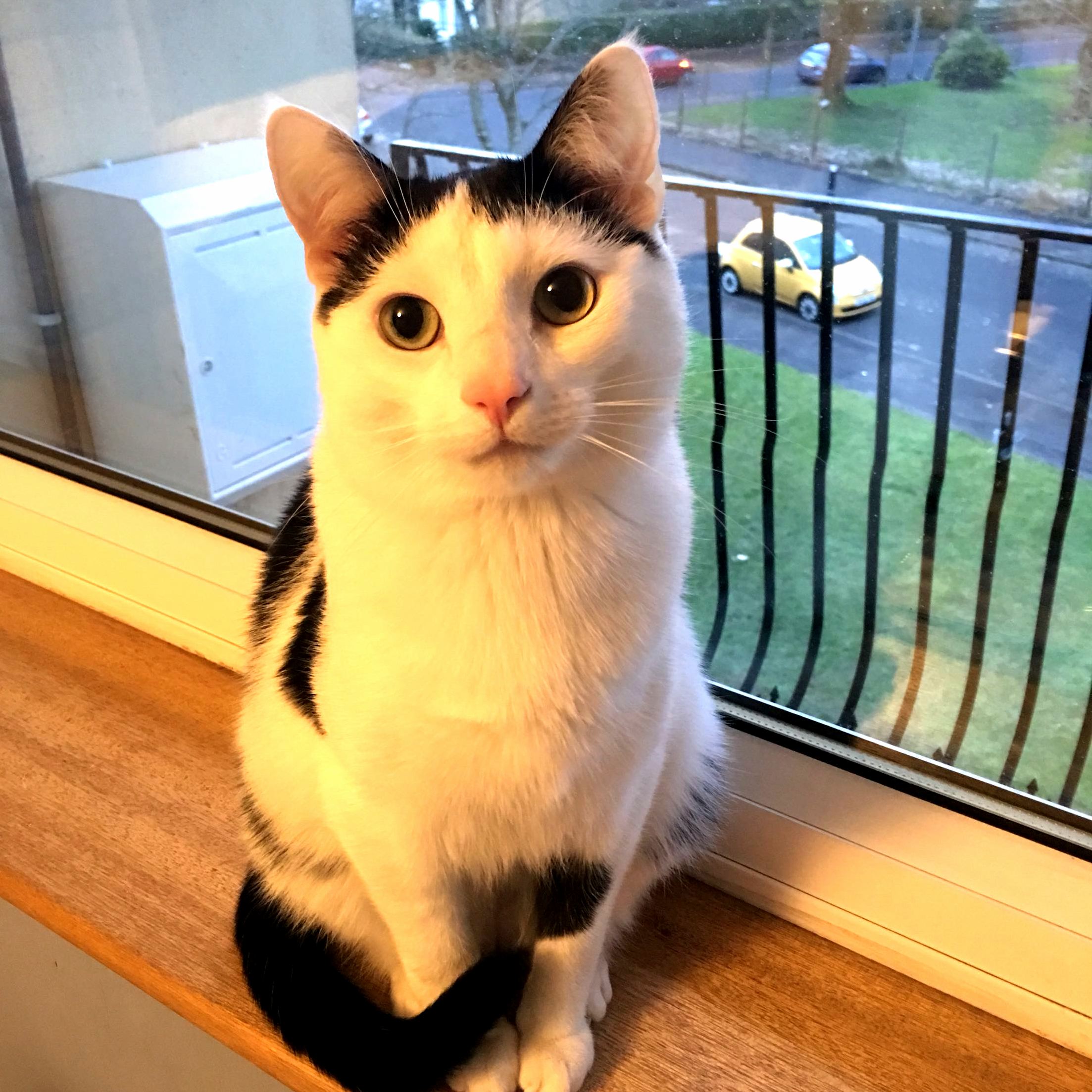 Meet Commander Riker