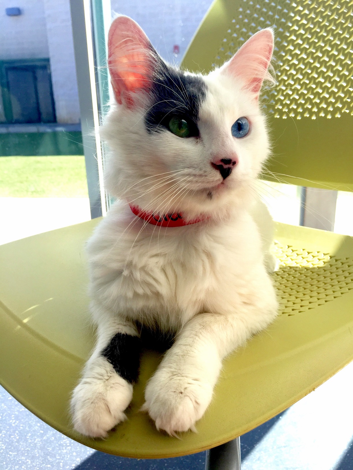Meet Miss Penny Lane