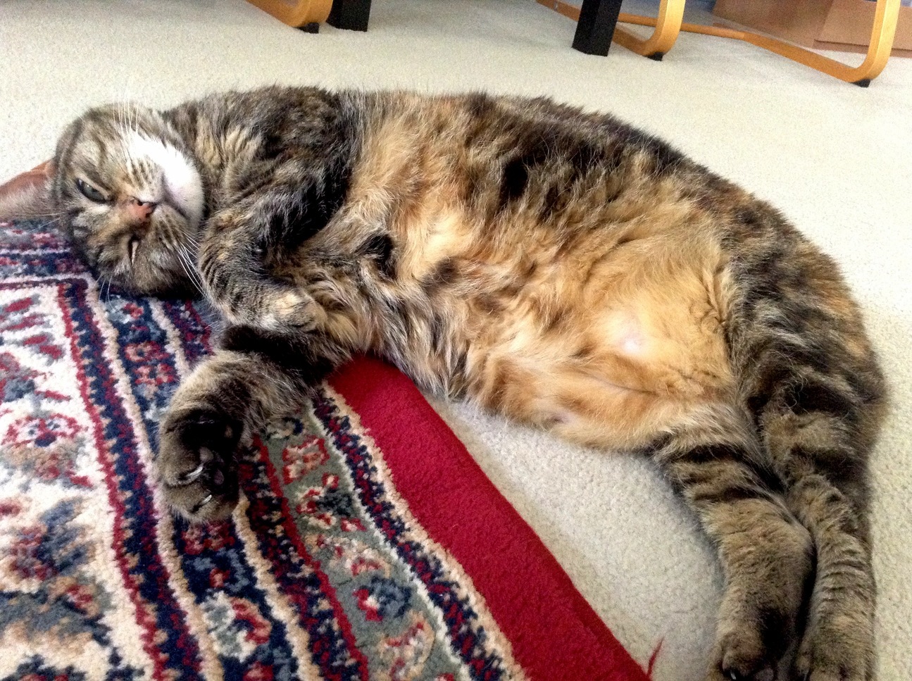 Meet Momo My Big Girl