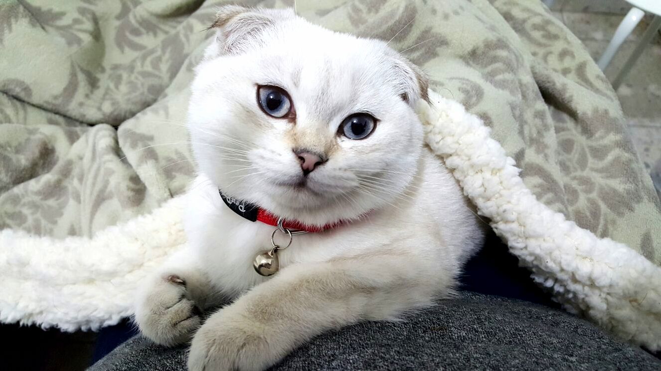 Meet Munch My 5 Months Old Scottish Fold