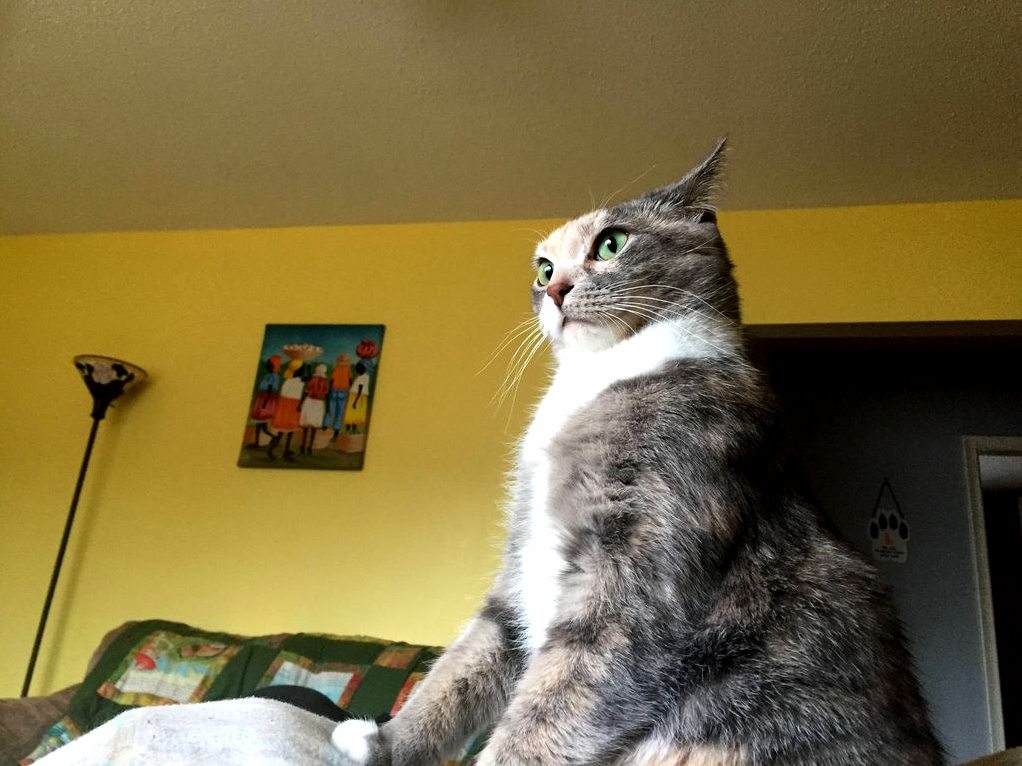 Meowl Irl