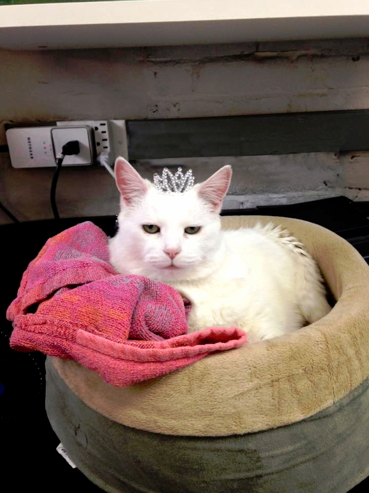 Miss Princess Toots and Her Tiara