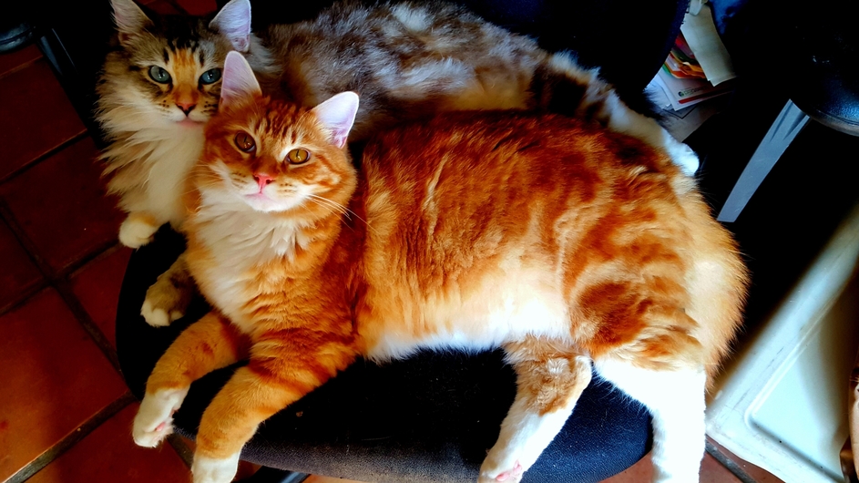 Mocha and Goku Hanging Out