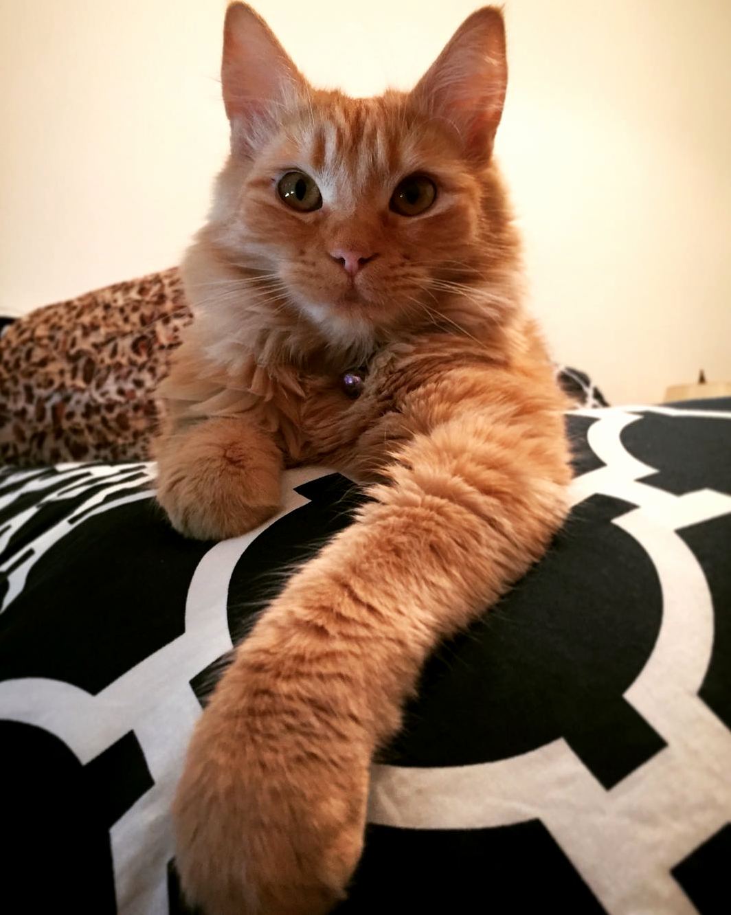 My Beautiful Ginger Ragdoll-tabby Lucy.