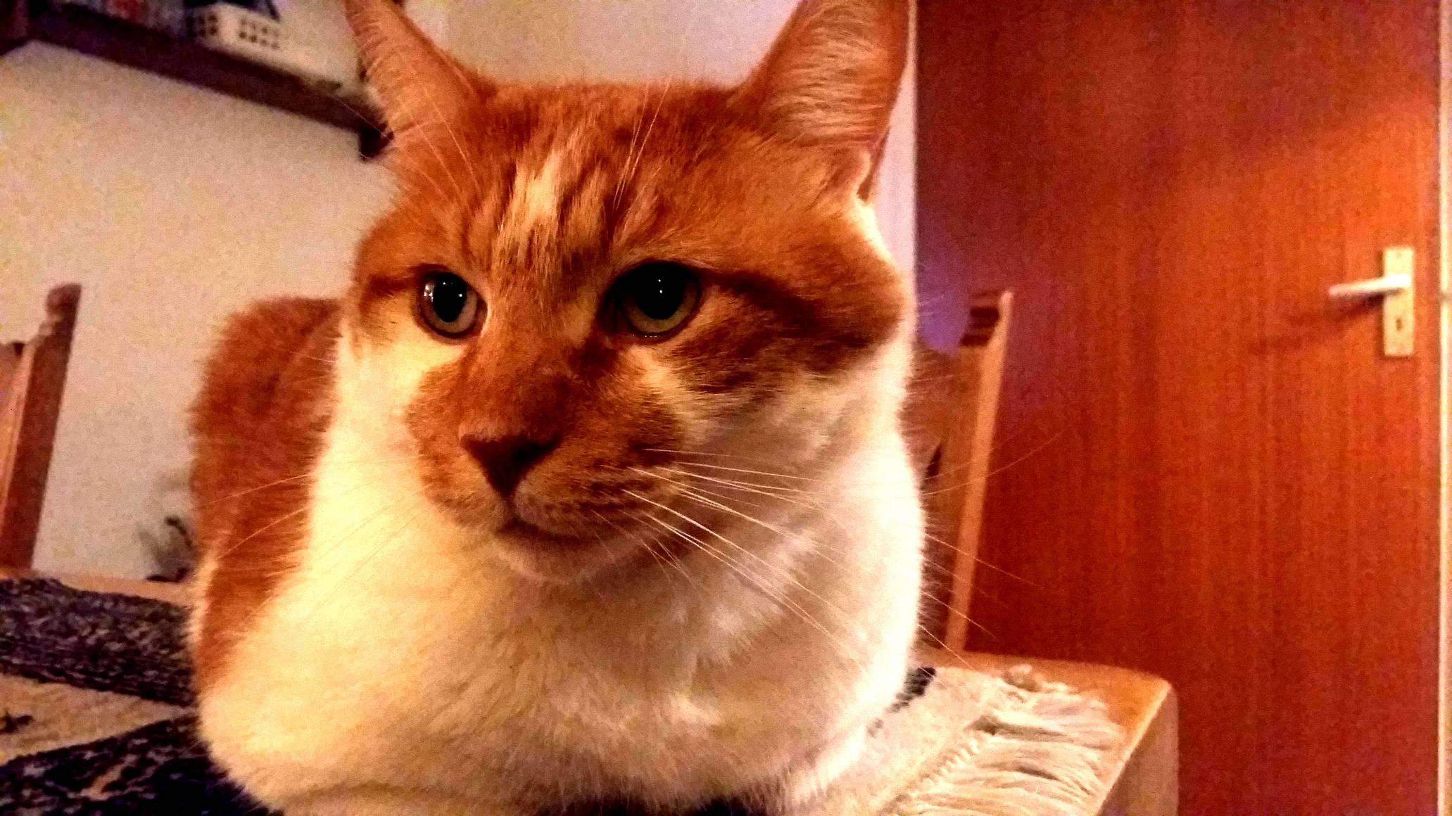 My Cat Being Photogenic