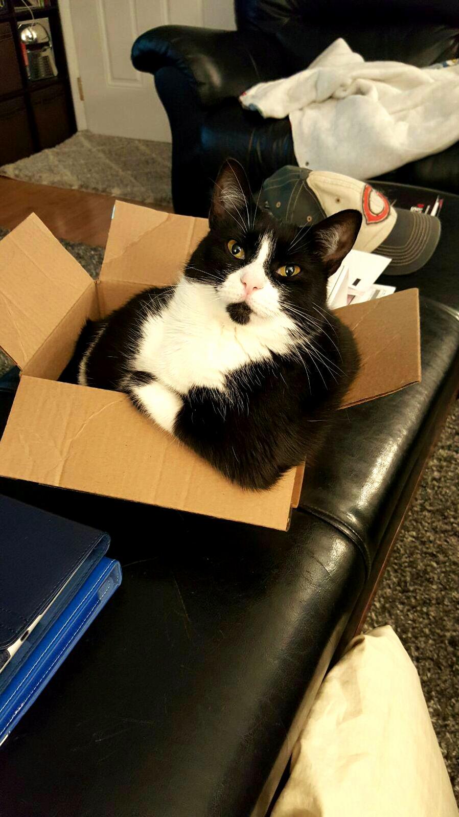 My Cat Doesnt Know How to Be a Cat