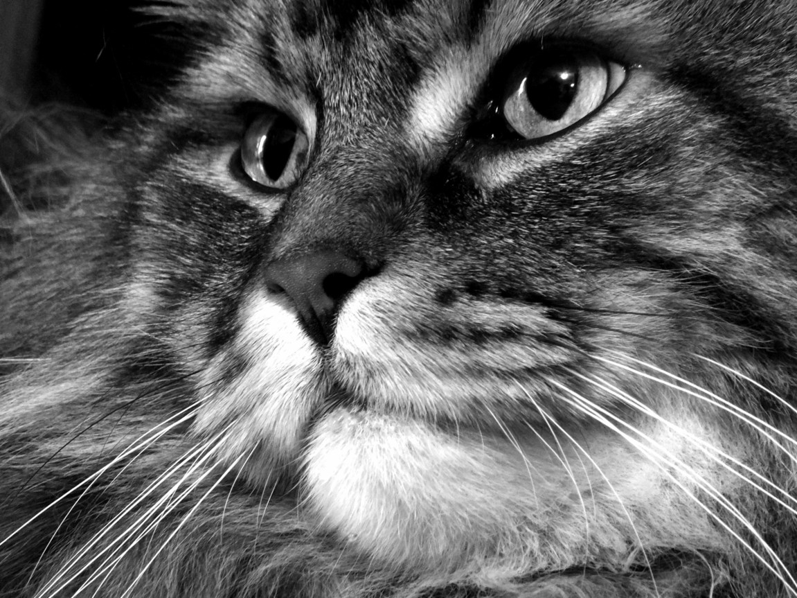 My Cat Fred.