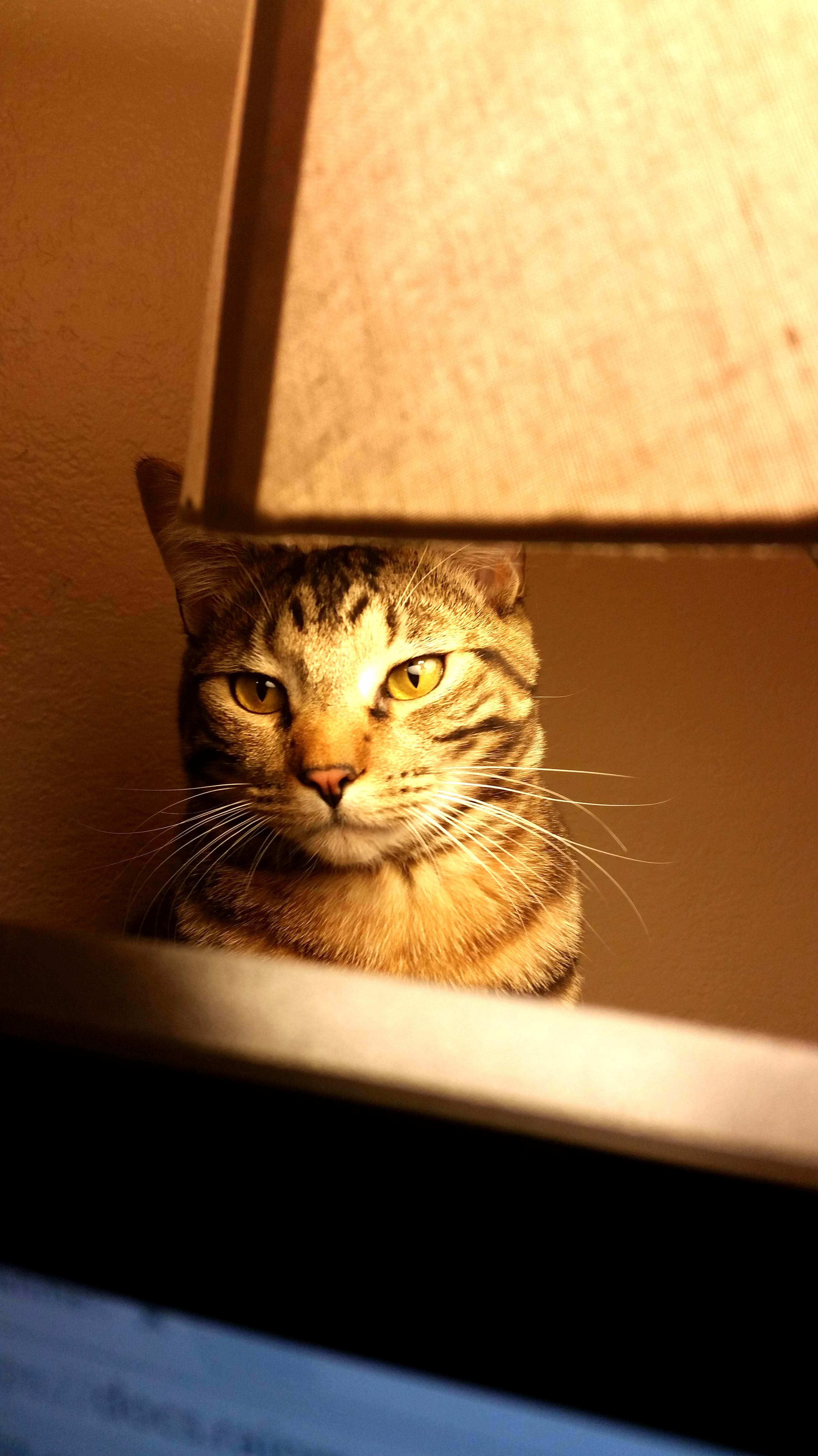 My Cat Is One Year Old Today Milo